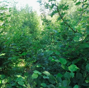 ヨーロッパで、日本発「宮脇方式」の植樹が急速 に拡大。従来の10倍の速さで成長し、地球環 境保全の切り札に 