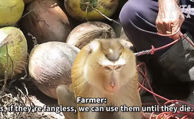 サルを使ったヤシの実収穫の動画に批判　世界2 位のタイのココナツ産業が苦境に 
