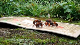 YouTube＞オオスズメバチ捕獲！粘着シートにくっつく瞬間！！クロスズメ蜂駆除（公園での駆除作業）2017年10月6日 