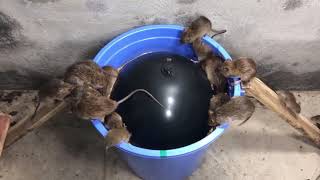 YouTube＞【神回】多くのネズミを一気に仕留める方法　ネズミトラップ　〜ネズミの円陣〜　最後の晩餐② 
